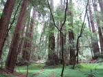 Muir Woods National Monument
